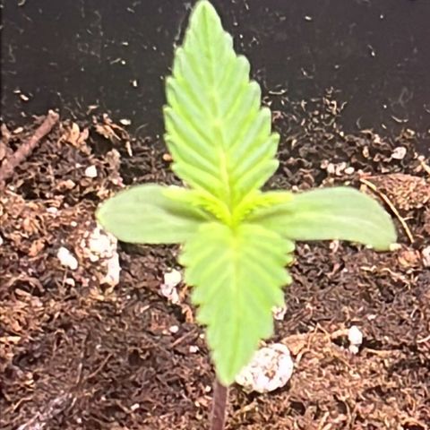 Purple Lemonade auto growlog timeline photo