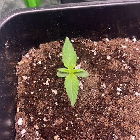 Purple Lemonade auto growlog timeline photo
