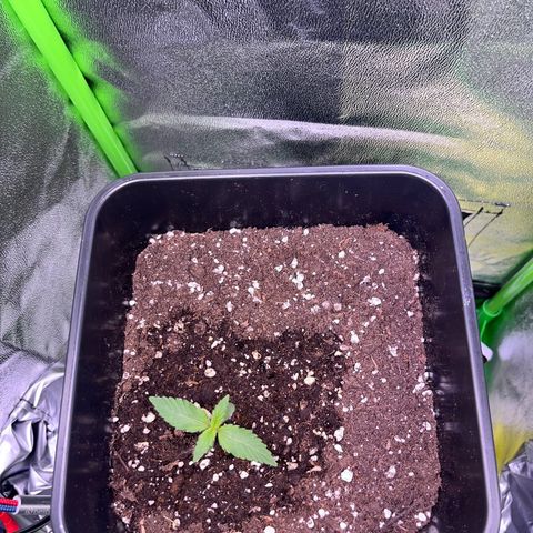 Purple Lemonade auto growlog timeline photo