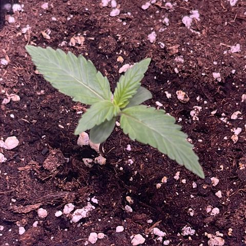 Purple Lemonade auto growlog timeline photo