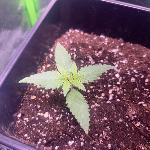 Purple Lemonade auto growlog timeline photo