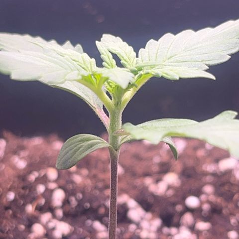 Purple Lemonade auto growlog timeline photo