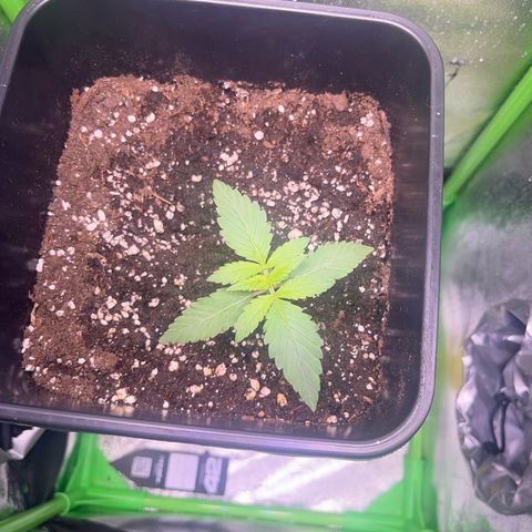 Purple Lemonade auto growlog timeline photo