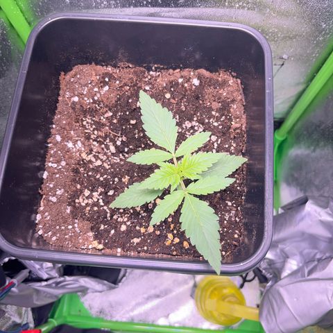 Purple Lemonade auto growlog timeline photo