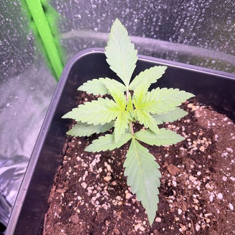 Purple Lemonade auto growlog timeline photo