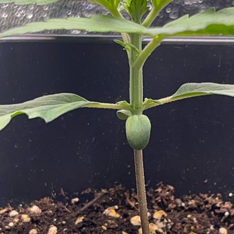 Purple Lemonade auto growlog timeline photo