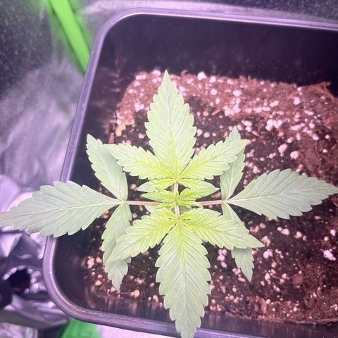 Purple Lemonade auto growlog timeline photo