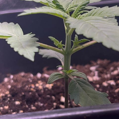 Purple Lemonade auto growlog timeline photo