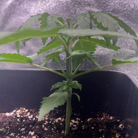 Purple Lemonade auto growlog timeline photo