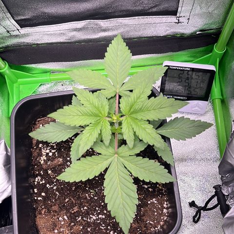 Purple Lemonade auto growlog timeline photo