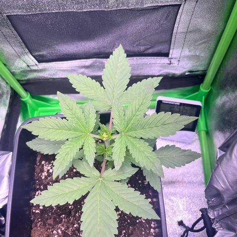 Purple Lemonade auto growlog timeline photo