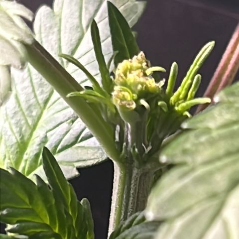 Purple Lemonade auto growlog timeline photo