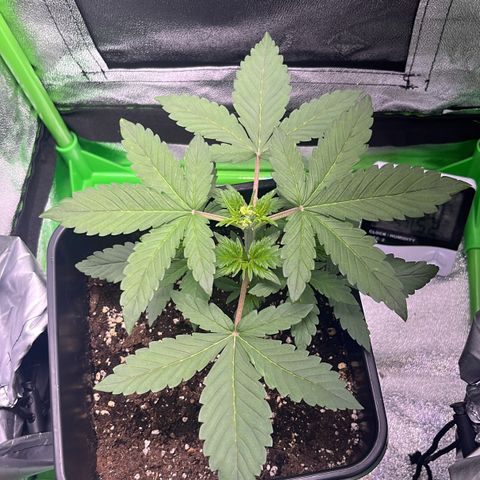 Purple Lemonade auto growlog timeline photo