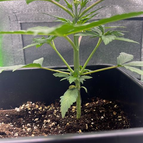 Purple Lemonade auto growlog timeline photo