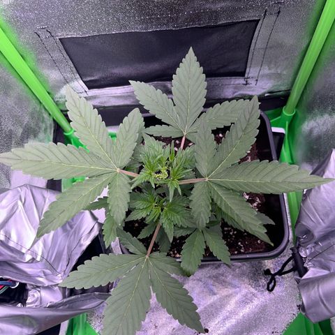 Purple Lemonade auto growlog timeline photo