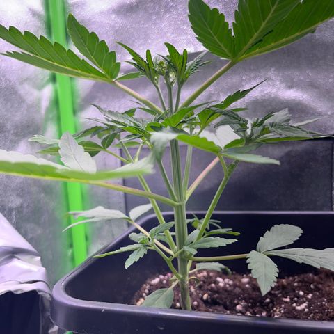 Purple Lemonade auto growlog timeline photo
