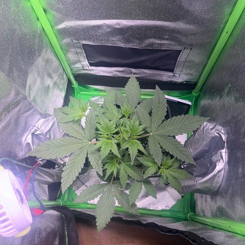 Purple Lemonade auto growlog timeline photo
