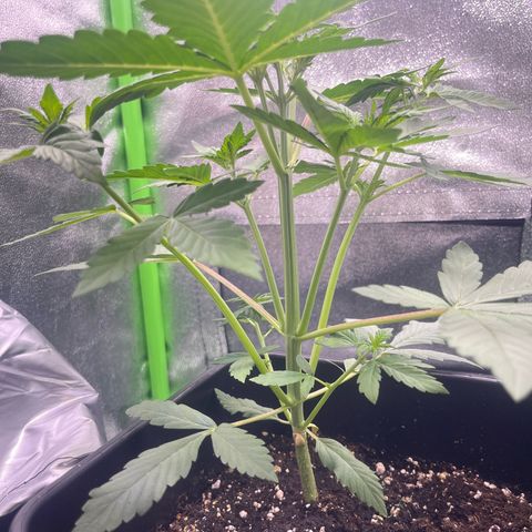Purple Lemonade auto growlog timeline photo