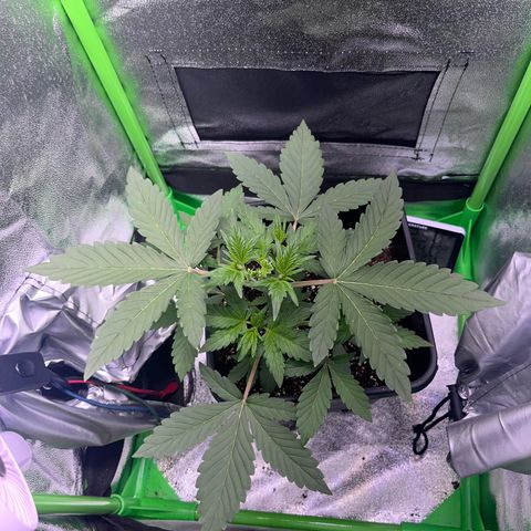 Purple Lemonade auto growlog timeline photo