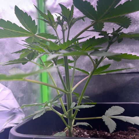Purple Lemonade auto growlog timeline photo