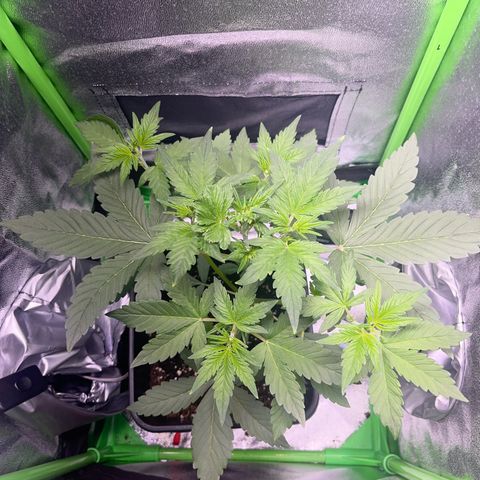 Purple Lemonade auto growlog timeline photo