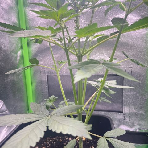 Purple Lemonade auto growlog timeline photo