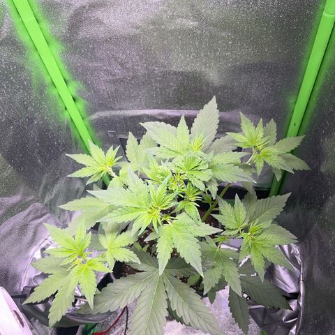 Purple Lemonade auto growlog timeline photo