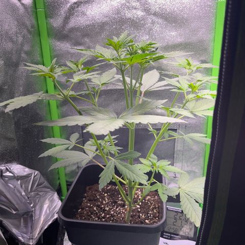Purple Lemonade auto growlog timeline photo