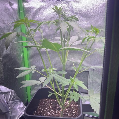 Purple Lemonade auto growlog timeline photo