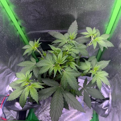 Purple Lemonade auto growlog timeline photo