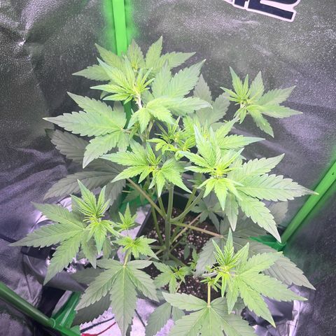 Purple Lemonade auto growlog timeline photo