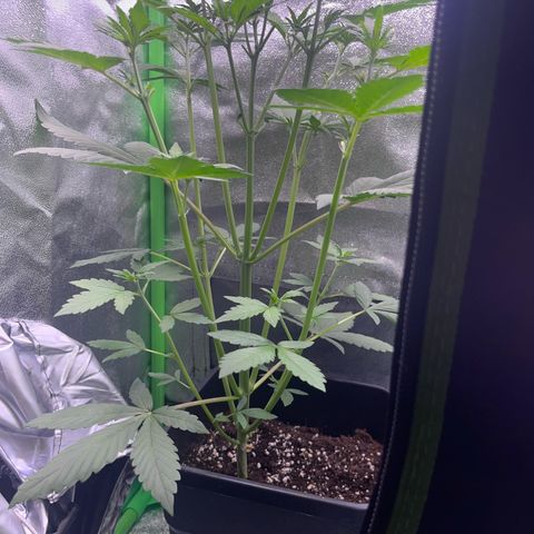 Purple Lemonade auto growlog timeline photo