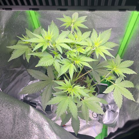 Purple Lemonade auto growlog timeline photo