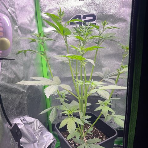 Purple Lemonade auto growlog timeline photo