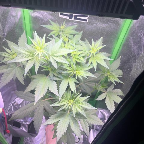 Purple Lemonade auto growlog timeline photo