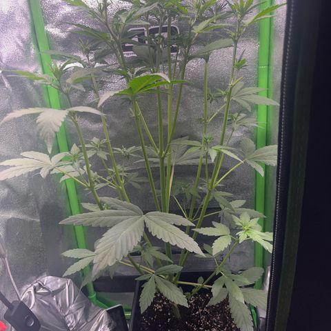 Purple Lemonade auto growlog timeline photo