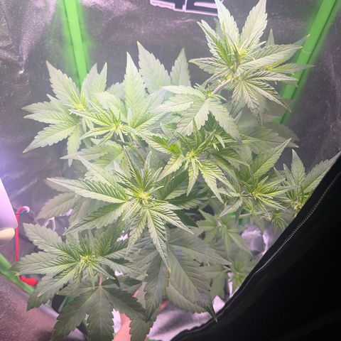 Purple Lemonade auto growlog timeline photo