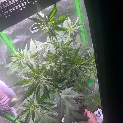 Purple Lemonade auto growlog timeline photo