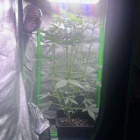 Purple Lemonade auto growlog timeline photo