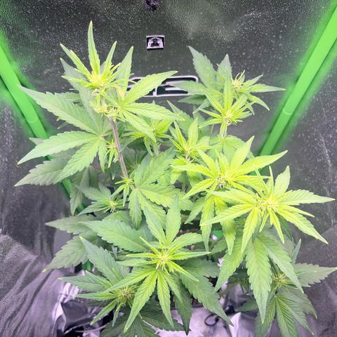 Purple Lemonade auto growlog timeline photo