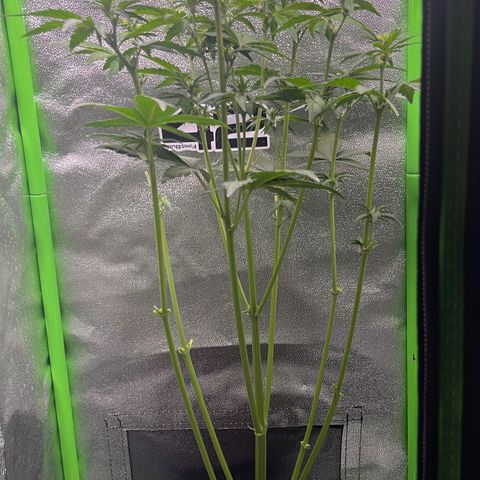 Purple Lemonade auto growlog timeline photo