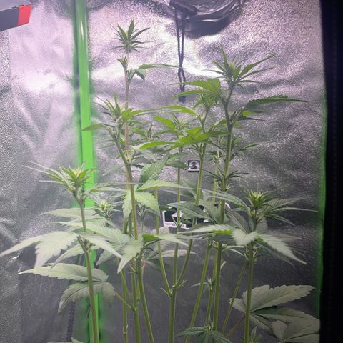 Purple Lemonade auto growlog timeline photo