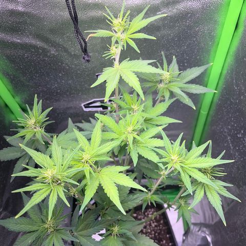 Purple Lemonade auto growlog timeline photo
