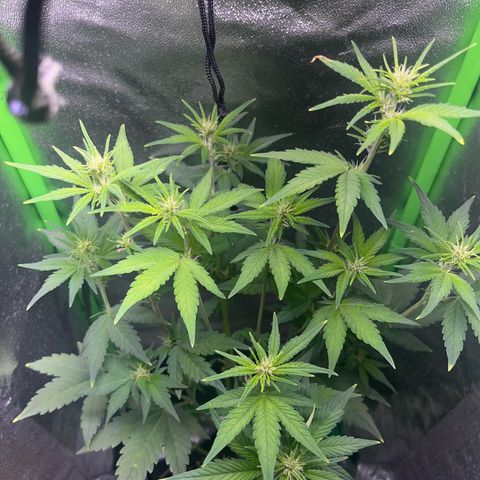 Purple Lemonade auto growlog timeline photo