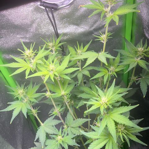 Purple Lemonade auto growlog timeline photo
