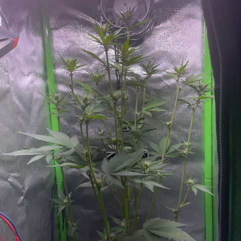 Purple Lemonade auto growlog timeline photo