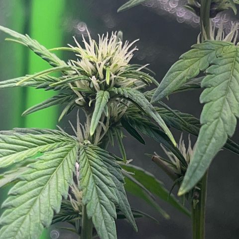 Purple Lemonade auto growlog timeline photo