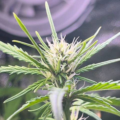 Purple Lemonade auto growlog timeline photo
