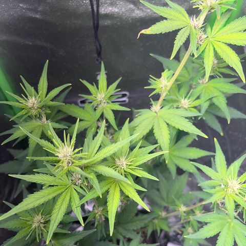 Purple Lemonade auto growlog timeline photo