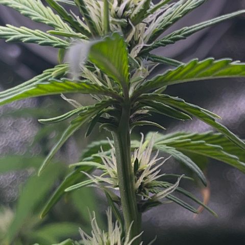 Purple Lemonade auto growlog timeline photo